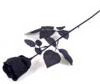 Black Rose for Trudy